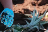 Maui Pineapple Planting Experience 2 hr thumbnail 6