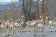 Jackson Grand Teton National Park Full-Day Tour thumbnail 3