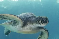 Maui Kayak and Snorkel Tour thumbnail 3