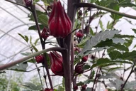 Big Island Edible Hibiscus Farm Tour thumbnail 1