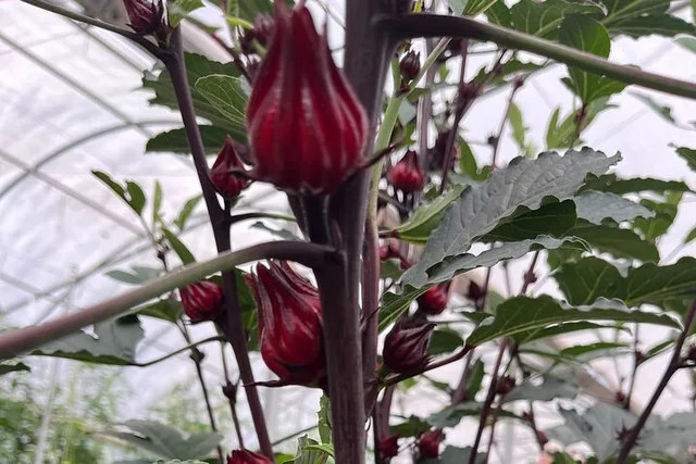 Big Island Edible Hibiscus Farm Tour - Image 1