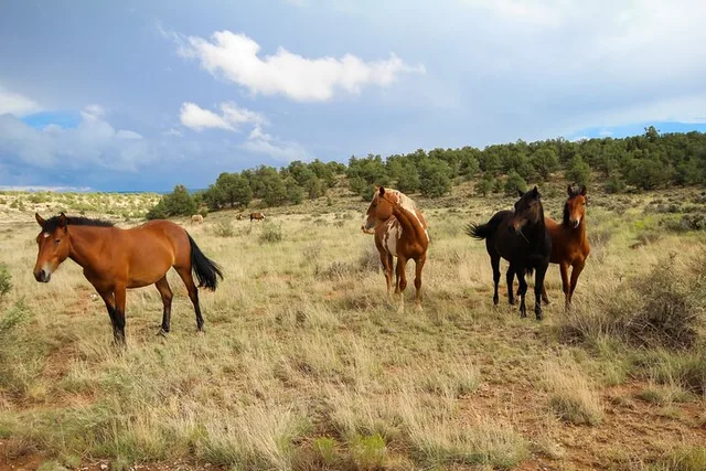 Sedona Private Custom Tour - Image 5