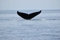 Portland Whale Watching Tour thumbnail 1