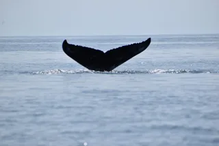Portland Whale Watching Tour