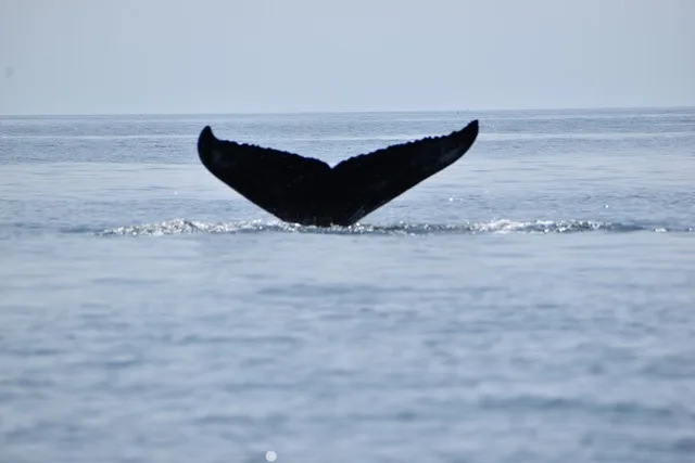 Portland Whale Watching Tour - Image 1