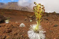 Maui Haleakala Sunrise Guided Bike Tour thumbnail 4