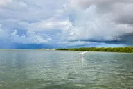 Key West Mangrove Kayak or SUP Eco Tour 2 hr thumbnail 5