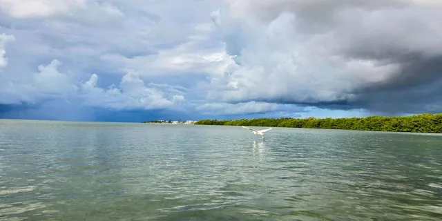 Key West Mangrove Kayak or SUP Eco Tour 2 hr - Image 5