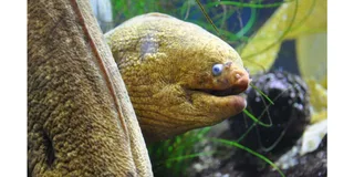 Santa Monica Aquarium Experience