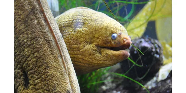 Santa Monica Aquarium Experience - Image 1