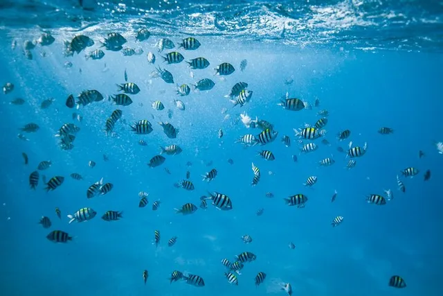 Oahu Turtle Snorkel Tour - Image 2
