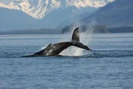 Juneau Whale Watching Adventure thumbnail 2