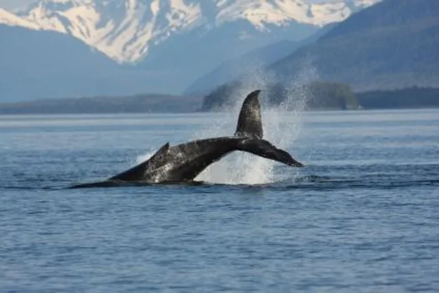 Juneau Whale Watching Adventure - Image 2