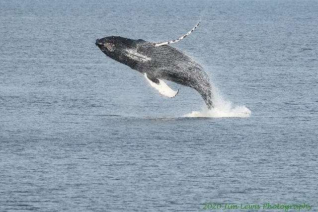 Ketchikan Whales and Wildlife Excursion - Image 2