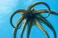 Honolulu Scuba Diving Adventure 4 hr thumbnail 6