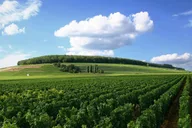 Washington, DC Virginia Wine Country Day-Trip thumbnail 2