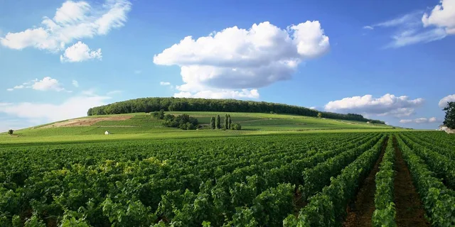 Washington, DC Virginia Wine Country Day-Trip - Image 2