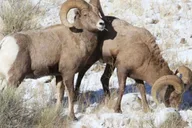 Grand Teton Wildlife Safari 1 hr thumbnail 2