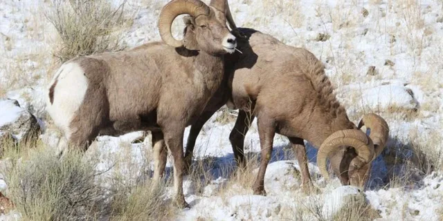 Grand Teton Wildlife Safari 1 hr - Image 2