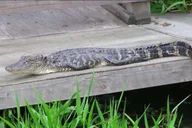 New Orleans Bayou Airboat Ride thumbnail 3