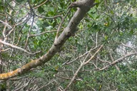 Key West Mangrove Kayak Tour 2 hr thumbnail 3