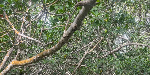Key West Mangrove Kayak Tour 2 hr - Image 3
