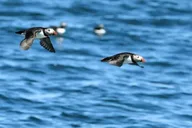 Boothbay Harbor Puffin and Wildlife Cruise 2.5 hr thumbnail 5