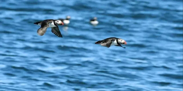 Boothbay Harbor Puffin and Wildlife Cruise 2.5 hr - Image 5