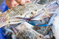 Hilton Head Island Crabbing Expedition Boat Tour thumbnail 1