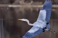 New Orleans Pontoon Swamp Tour with Wildlife Viewing thumbnail 6