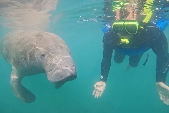 Crystal River Manatee Swim Tour with Heated Boat - Image 6