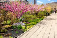 New York High Line and Edge Private Tour thumbnail 1