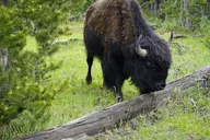 Yellowstone Wild West Tour 6 Days thumbnail 4