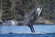 Sitka Whale Watching Wildlife Excursion thumbnail 1