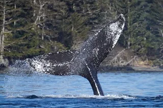Sitka Whale Watching Wildlife Excursion