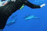 Oahu Swim with Dolphins Catamaran Tour thumbnail 6