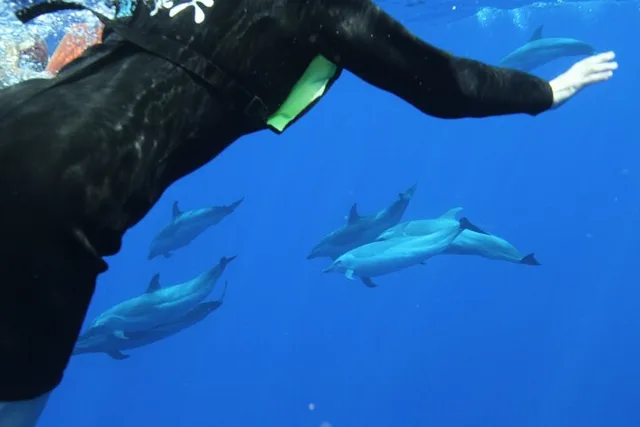 Oahu Swim with Dolphins Catamaran Tour - Image 6