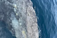 San Diego Whale & Dolphin Adventure thumbnail 4