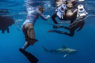 Oahu Shark Dive Educational Tour thumbnail 2