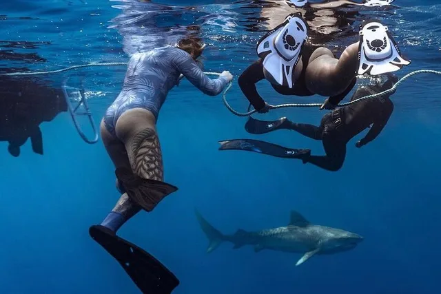 Oahu Shark Dive Educational Tour - Image 2