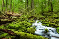 Olympic Backpacking: Hoh Rainforest & Blue Glacier 5-Day thumbnail 6