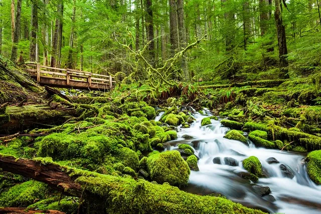 Olympic Backpacking: Hoh Rainforest & Blue Glacier 5-Day - Image 6