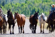 Jackson Hole Horseback Tour with Breakfast thumbnail 5
