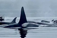 Juneau Jetski and Whale Adventure thumbnail 6