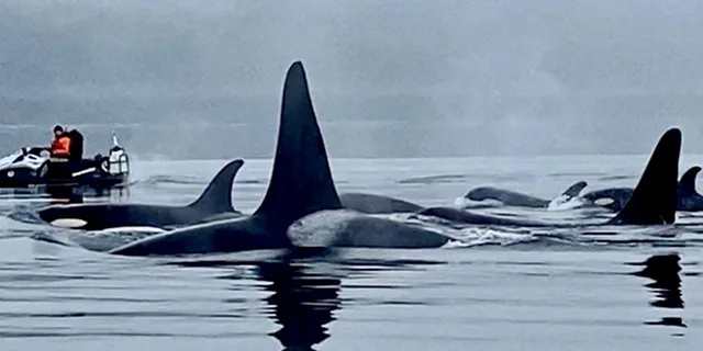 Juneau Jetski and Whale Adventure - Image 6