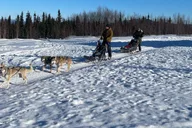 Fairbanks Dog Sledding Adventure thumbnail 6