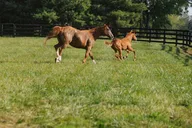 Louisville Bourbon and Horse Farm Tour thumbnail 2