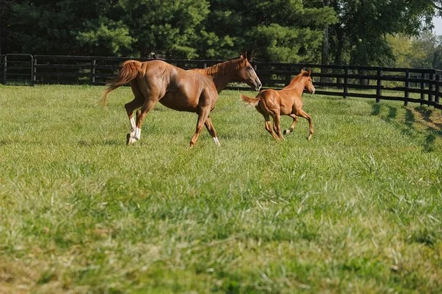 Louisville Bourbon and Horse Farm Tour - Image 2