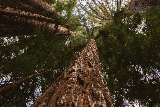 Napa Valley Food and Wine Pairing with Redwoods Exploration - Image 3