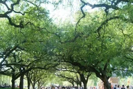 Houston City Sightseeing Electric Cart Tour thumbnail 3